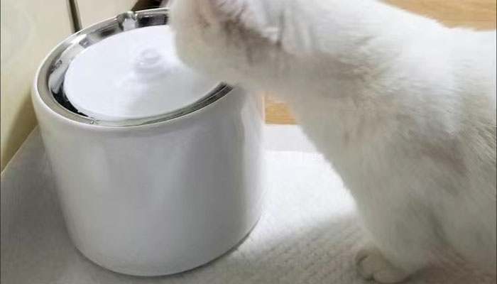 猫咪饮水机不出水了是什么原因